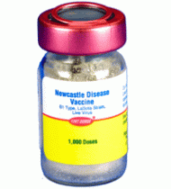 Newcastle Disease LA SOTA - PMV Vaccine