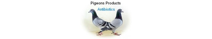 Antibiotics Pigeons